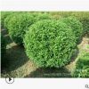 【苗圃發(fā)貨】藍葉忍冬球造型球綠化樹工程苗木東北耐寒苗木批發(fā)