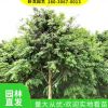大量批發供應綠化工程苗 金森女貞 小葉女貞 金葉女貞 各種規格