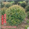 低價供應 紅葉石楠球 耐寒耐高溫 歡迎采購