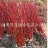 供應綠化苗木 與常綠喬木相間種植，得紅綠相映之效果 紅瑞木