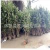 庭園綠化綠籬用常青灌木植物 法國(guó)冬青珊瑚樹四季常青苗圃