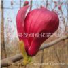 嫁接玉蘭苗 玉蘭樹苗批發(fā) 黃紫玉蘭白玉蘭 玉蘭小苗園林綠化樹苗