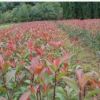 茂潤(rùn)綠化苗木場(chǎng)大量銷售紅葉石楠2年生綠化苗 容器苗 價(jià)格實(shí)在