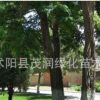刺槐苗 刺槐樹苗 洋槐、刺兒槐量大批發(fā)
