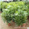 室內(nèi)擺放盆栽凈化空氣植物空氣吸收甲醇八方招財(cái)樹鴨腳木鴨掌木