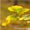 供應(yīng)16-20公分銀杏樹(shù)、十二年誠(chéng)信通企業(yè)，品質(zhì)鑄就輝煌值得信任