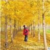 供應(yīng)10-15公分銀杏樹(shù)，品質(zhì)鑄就輝煌，十二年誠(chéng)信通企業(yè)值得信任