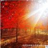 供應(yīng)6-10公分美國(guó)紅楓紅點(diǎn)，十二年誠(chéng)信通企業(yè)，品質(zhì)保證