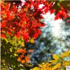 供8公分美國紅楓秋火焰【150元起】，十二年誠信通企業品質保證！