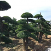基地直銷大型觀賞盆景 地栽別墅園林綠化空氣對節(jié)白臘盆景