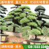 現(xiàn)貨出售真柏樹(shù)盆景四季常青造型真柏樁景別墅庭院綠化景觀植物