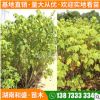 批發(fā)湖南木芙蓉樹(shù)苗園林景觀叢生木芙蓉景觀工程花卉植物量大價(jià)優(yōu)