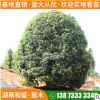 瀏陽(yáng)苗圃銀杏樹(shù)苗園林庭蔭樹(shù)公路綠化銀杏喬木量大優(yōu)惠批發(fā)