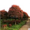 湖南苗圃直供造型紅葉石楠高桿紅羅賓道路綠化紅葉石楠樹(shù)量大價(jià)優(yōu)