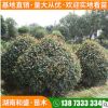 紅葉石楠球綠化工程紅葉石楠樹(shù)苗四季常青火焰紅行道景觀樹(shù)