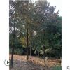 庭院植被廣玉蘭樹(shù)苗10 15 20公分行道樹(shù)廣玉蘭常綠性喬木玉蘭樹(shù)