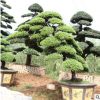 批發(fā)真柏盆景別墅庭院花園真柏樁室內(nèi)外綠化盆栽四季常青樹(shù)樁