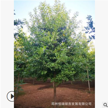 供應(yīng)2-9公分紅橡娜塔櫟【20元起】，十二年誠信通企業(yè)，值得信任