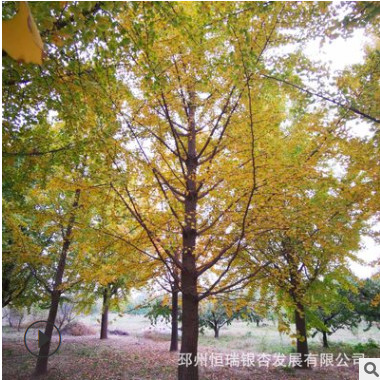 苗圃供應(yīng)寶塔形32公分銀杏樹小苗大樹庭院風(fēng)景樹園林綠化植物行道