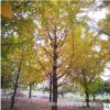 苗圃供應(yīng)寶塔形32公分銀杏樹小苗大樹庭院風(fēng)景樹園林綠化植物行道