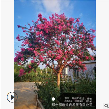 廠家現(xiàn)貨供應(yīng)紫薇百日紅皂角樸樹三角楓櫸樹風(fēng)景樹5-12米歡迎洽談