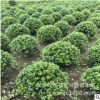 銷售老人葵 專業出售湖南老人葵各種熱帶植物 華盛頓葵價格