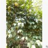 湖南油茶樹(shù)基地供應(yīng) 高產(chǎn)油茶苗 油茶嫁接茶花價(jià)格低 綠化苗木