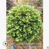 批發(fā)蚊母 中華文母小苗園林綠化 湖南小葉文母球價(jià)格