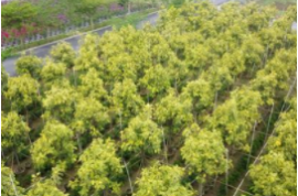 現在種植綠化苗木要掌握以下關鍵措施，少有不慎，就會當柴火燒