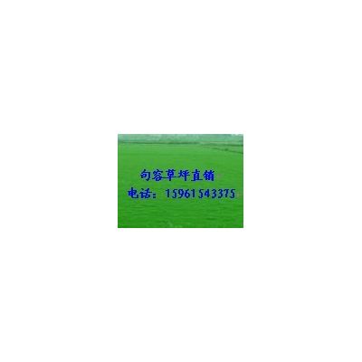 馬尼拉草坪，草坪價格，草坪批發(fā)綠化草坪13775528172