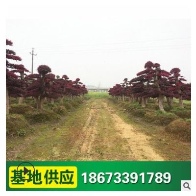 造型紅花繼木 批發綠化工程苗木 紅繼木造型樹 風景行道綠化