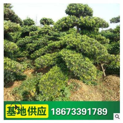 大型景觀造型羅漢松 批發園林綠化工程喬木 樹形優美 基地供應