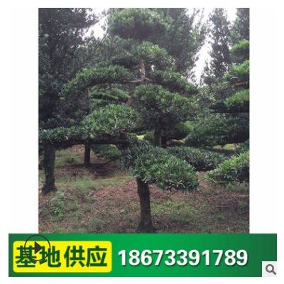 羅漢松樹樁樹 道路綠化園林工程綠化樹 造型羅漢松 量大價優