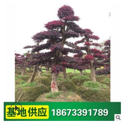 基地供應造型紅花繼木綠化工程苗木紅繼木造型樹樁古樁