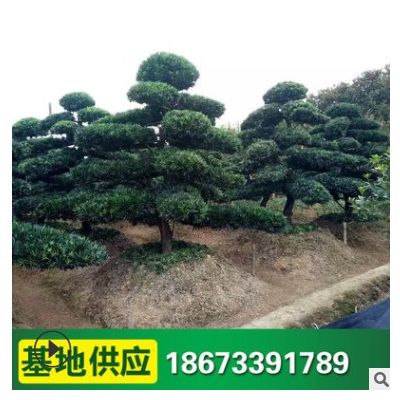常綠造型羅漢松 苗圃基地供應 奇特造型古樹 庭院別墅綠化