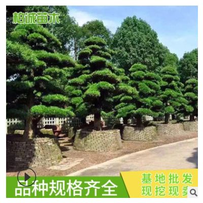 造型羅漢松批發 園林綠化 易管理成活 道路綠化羅漢松 盆景