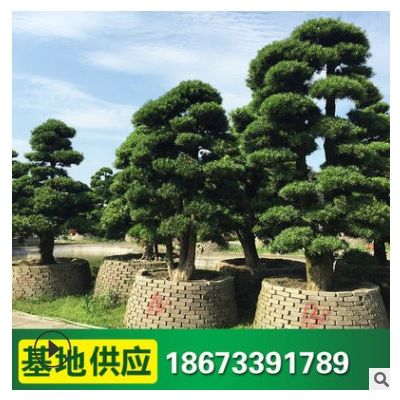 羅漢松 綠化喬木 綠化工程造型樹 庭園觀賞 苗木基地供應