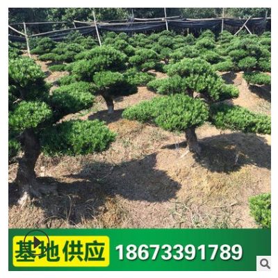 造型羅漢松 批發喬木 羅漢松樹 市政園林風景樹木 供應