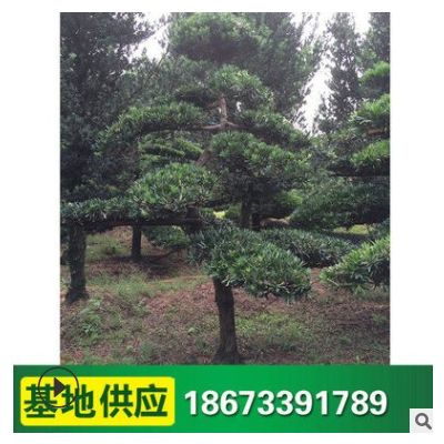 批發羅漢松 綠化苗木 園林工程綠化樹 造型羅漢松 量大價優