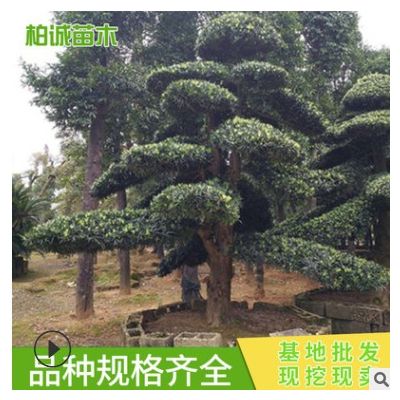 造型羅漢松 喬木類園林公園小區植物 苗圃基地供應 羅漢松樁