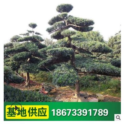 園林綠化造型樹 大量造型羅漢松 常年供應名貴綠化樹盆景批發
