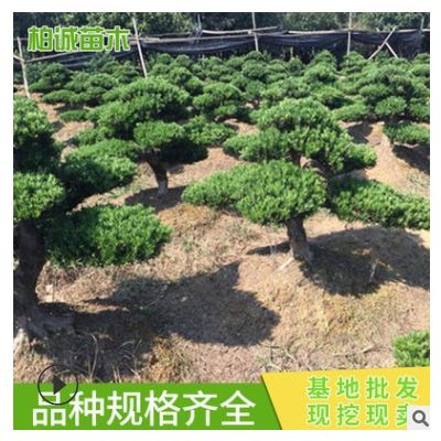 基地供應造型羅漢松 苗農種植 綠化苗木大量批發園林綠化苗木