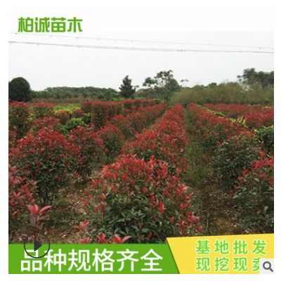 紅葉石楠球 彩色工程園林綠化工程苗木 批發 市政園林綠化景觀樹