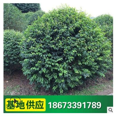 小葉女貞球 常綠常青樹苗批發 造型樹工程綠化苗 庭院綠化植物