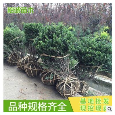 龜甲冬青球 供應工程綠化苗木 龜甲冬青小苗 園林綠化規格齊全