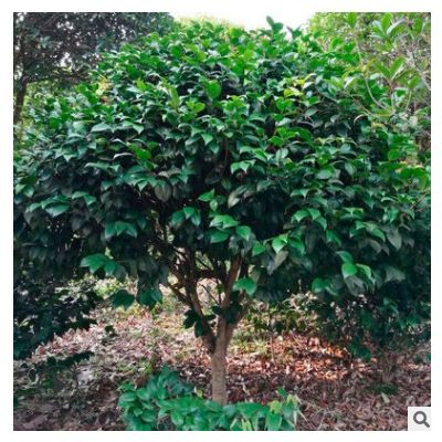 湖南茶花球價(jià)格 市政園林綠化苗木茶花球 現(xiàn)貨供應(yīng) 量大價(jià)優(yōu)