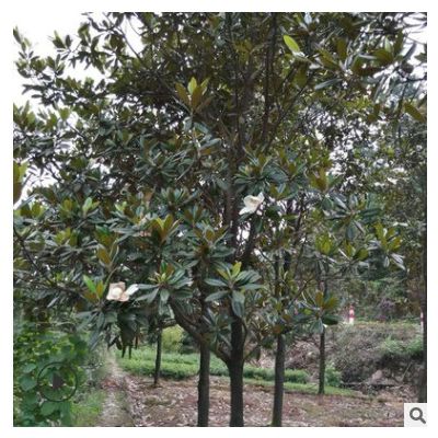 工程綠化樹白玉蘭 苗圃直供 自產(chǎn)自銷 特價(jià)出售 多規(guī)格供應(yīng) 價(jià)低