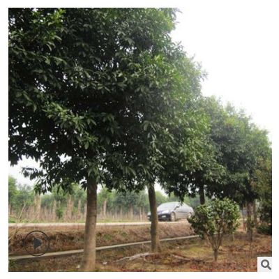 常綠喬木杜英樹 工程景觀景觀綠化樹 量大價(jià)優(yōu) 苗圃直供