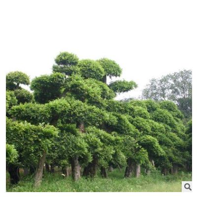 櫸樹基地 綠化苗木 櫸樹批發(fā) 工程苗木 規(guī)格齊全