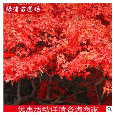 廠家長期供應 紅楓樹苗 園林植物 綠化苗木
